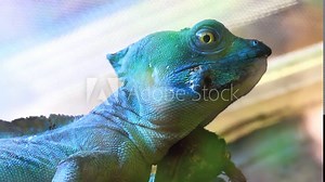 plumed basilisk (Basiliscus plumifrons), also called commonly green basilisk, double crested basilisk, or Jesus Christ lizard, is species of lizard in family Corytophanidae, native to Central America