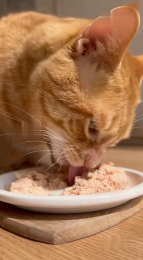 Turn up your volume and relax with the most satisfying cat munching sounds ever! 😻 Watch our fluffy friend enjoy every bite — purrs, crunches, and all. Perfect for ASMR lovers and cat fans! 🎧💖 👉 Like, share, and tag a friend who needs a smile today! #CatASMR #CatLovers #ASMR #RelaxingSounds #CuteCats #PetVideos #CatVibes #SatisfyingSounds #CatLife #CatsOfFacebook #FurryFriends #ASMRVideos #StressRelief | Adopt together