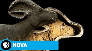 NOVA | Animal Mummies | PBS