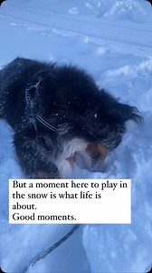 34K views · 1.6K reactions | Bunsen has 6 weeks recovery from his slipped disk- he’s had a rough 6 months. Little moments of joy are what you focus on. That being said, he isn’t in a ton of pain while in recovery is his happy affectionate self. | Bunsen Berner | Facebook