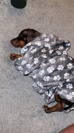 Dobby Burrito ##dachshund##puppylove##recharge##funandgames##fyp