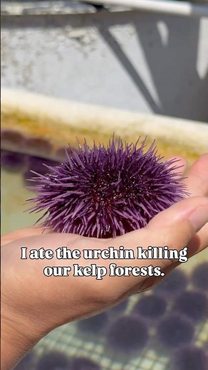 Why I Ate the Sea Urchin Killing California's Kelp Forests