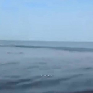 202K views · 567 reactions | Camels first time seeing sea 梁❤️‍啕 | D i s t a n c e ツ | Facebook