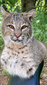 209K views · 9K reactions | Mounting a taxidermy bobcat  table pedestal! #taxidermy #bobcat #taxidermyart #cats #wildlifeart #cat | Ashley Eve | Facebook