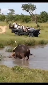 5K views · 115 reactions | Buffalo and lions | African Safari Guide | Facebook