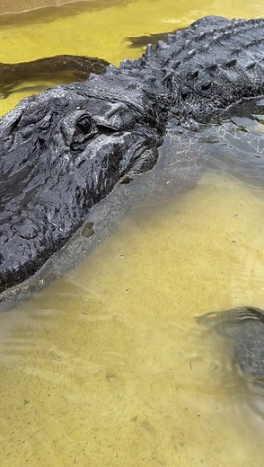 126K views · 6.2K reactions | Big tooth, who wants it alligators naturally shed and regrow their teeth cycling through several thousand in a lifetime @evergladesholidaypark #Gator #Alligator #Florida #SouthFlorida #Miami #Animal #Animals #Dangerous | Gator Chris | Facebook