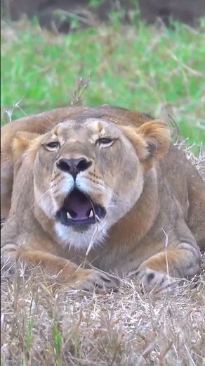 Lioness Roaring 🦁🦁