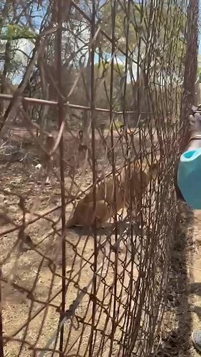 Kenya Reinsurance Corporation Limited on Reels