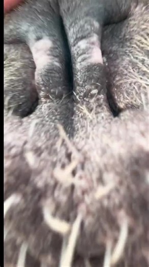 #seal #walrus #viral #fyp | walrus