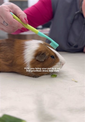 Because stress-free visits aren’t just possible- they’re our priority 💚🩺 #fearfreepets #fearfreevetvisit #exoticvet #catfriendly #catfriendlypractice #dogparentlife #rabbitcare #birdvet #veterinarycare #orangecounty