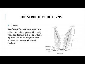 Division Filicinophyta | Structure Of Ferns | Advantages & Disadvantages Of Ferns