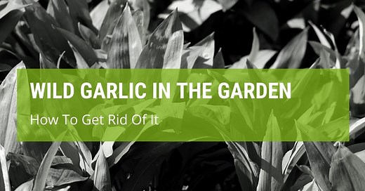 How To Get Rid Of Wild Garlic In The Garden? - Jack's Garden