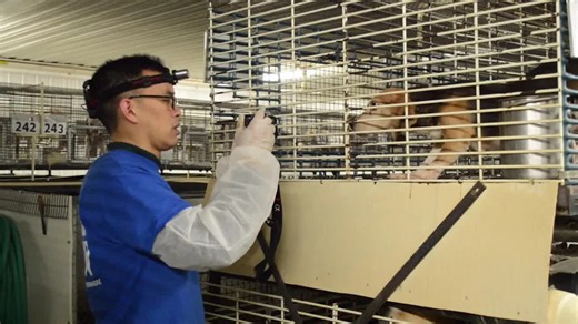 Ridglan Farms under pressure; activists plan large-scale dog rescue