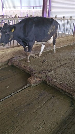 Cow manure cleaning system #cow