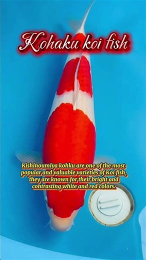 Kohaku Koi Fish #shorts #unique #fish #koi #kohakujumbo