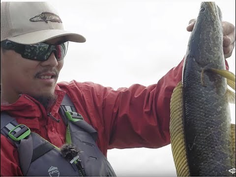 How to Catch a Snakehead | Kayak Fishing Virginia