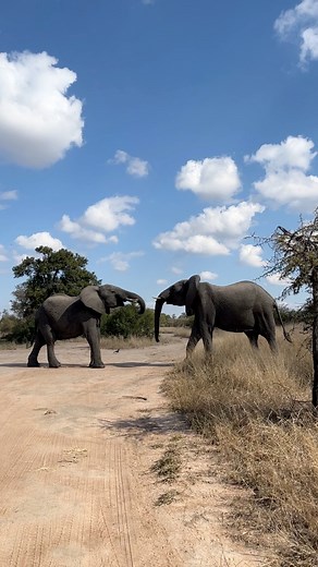 3.9K views · 94 reactions | Watch these two young bull elephants get into a scrap in the middle of the road in the Kruger National Park壘 #krugernationalpark #wildlifephotography #elephant #safari #zafariafrica | Zafari Africa | Facebook