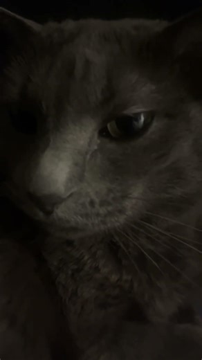 Cute cat is screeching into the night #funny #cute #cat