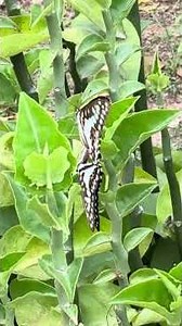 POLLINATION | Entomophily | VCM SIR | Mating