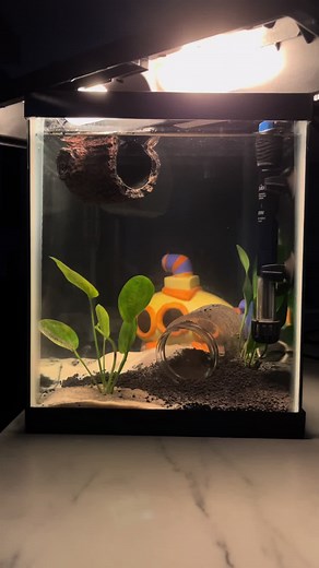 Caring for Your First Betta: Tank Setup Tips