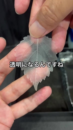 ワセリンで葉っぱを透明にする実験