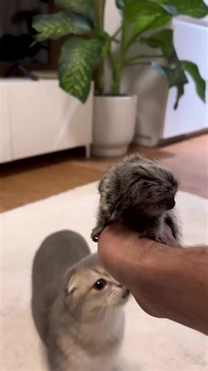 Cute Animal Pet #baby #marmaset #monkey #pet #fyp | Entertainment