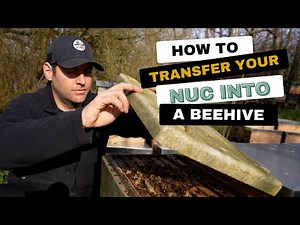 How To Transfer A Nuc Into A Beehive