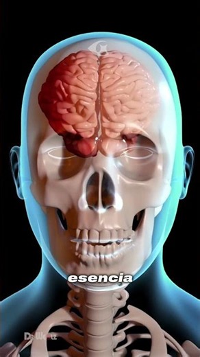 How is the human skull structured from the inside?