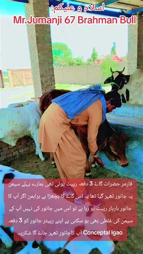 Understanding Brahman Bulls and AI in Farming