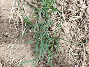 Don't wait to correct manganese deficiency in wheat