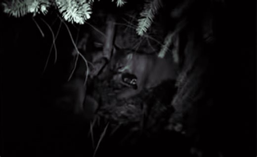 Canadian Man Witnesses Once-In-A-Lifetime Battle Between A Cougar And Wolf: “The Crunch Of The Spine… I Relive It, Still”