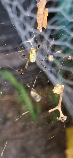 The Golden Silk Orb-Weaver #spider #nature #orbweaver