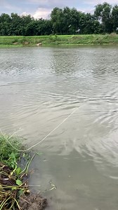 770K views · 10K reactions | Best net fishing in river | Daily Fishing Life | Facebook