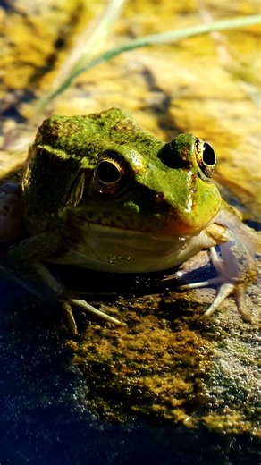 Background Calm: Frog by Small Stream | Gentle Water Sounds & Natural Wetland Ambience