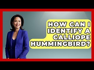How Can I Identify A Calliope Hummingbird? - Bird Watching Diaries