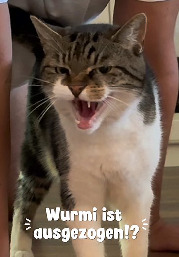 Ad mit @zooplus 💚 Nein, Wurmi ist natürlich nicht ausgezogen. 😂 Ich wollte nur keine Eifersucht zwischen den beiden – deshalb bekommt jeder seinen eigenen Lieblingsplatz. Die Katztonne ist bei uns ein absoluter Favorit und ständig besetzt. 😻 Sie ist oft schnell ausverkauft, also wartet lieber nicht zu lange! Auch unser Tofustreu, das wir seit über zwei Jahren nutzen, können wir euch wärmstens empfehlen. Der Trockenfutterautomat erleichtert den Alltag total und der Klettersack ist perfekt für