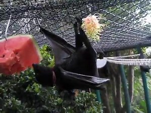 Bats are very clean animals and contrary to popular belief, they don't pee and poo on themselves. Well, actually they do sometimes pee on themselves and rub it all over their bodies and we call this a pee bath for obvious reasons. They really do seem to enjoy having a pee bath and it is infectious as once one starts they all like to join in which is pretty funny to watch. However, if they just need to void, they invert to toilet. Watch out for the cute little shake at the end! | Batzilla the Bat