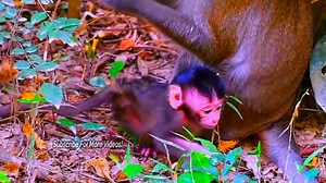 6.6K views · 118 reactions | Cuddly Newborn Monkey A Heartwarming Birth Story! Mother’s Sweet Care After Birth.#fblifestyle | Monkey Video | Facebook