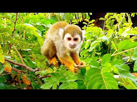 Meet the Squirrel Monkeys at Phoenix Zoo