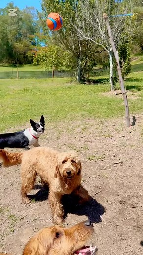 Sphinx-level sass, puppy-level cute. That’s how we walk today! #doggydaycare #dogsplay #fun | The Ku-Bros | Facebook