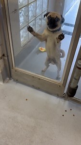 177K views · 84K reactions | Congratulations Keanu! Great job @mcdsdogs #rescuedog #dog #pug #adoption #shelter | Joe Kay | Facebook