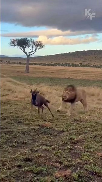 A lion takes the prey from a hyena, depriving the wildebeest of any chance of escape