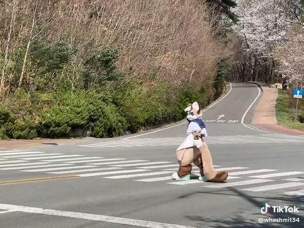 Fursuit Spotlight: Unique Designs and Community