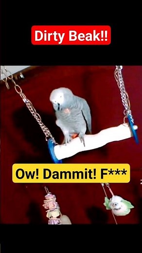 Swearing Parrot 🤬😂#shorts #funny #parrot