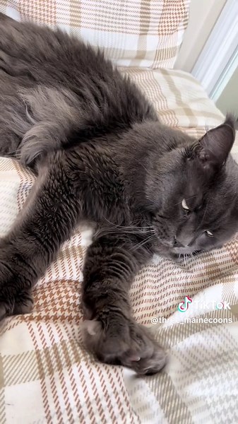 Maine Coon vs Moggy: Size Difference Explained