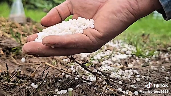 Understanding Urea Fertilizer: Hydrolysis and Plant Nutrition