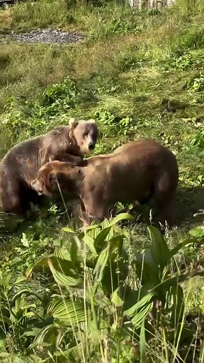 7.1K views · 1.9K reactions | The big boy comes out to play. In a...