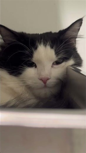 A peaceful sleeping cat, completely relaxed and dreaming away. 🐾💤