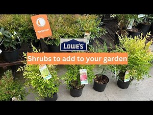 NEW Arrivals at Lowes Garden Center| Shrubs that you will LOVE
