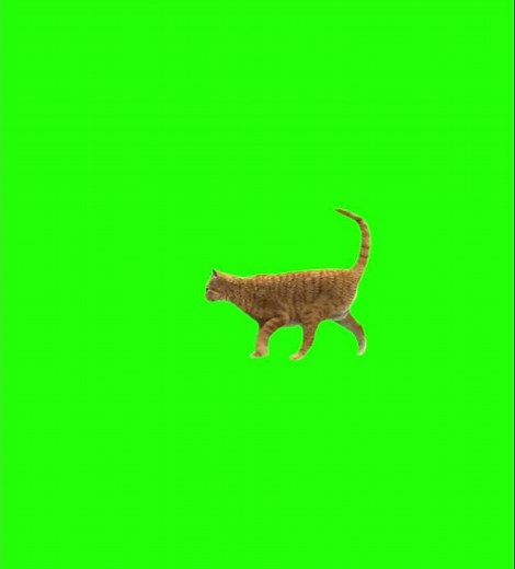 Cat walking side view greenscreen #greenscreen #greenscreenvideo #yearofyou #kakalovepiracy #shorts